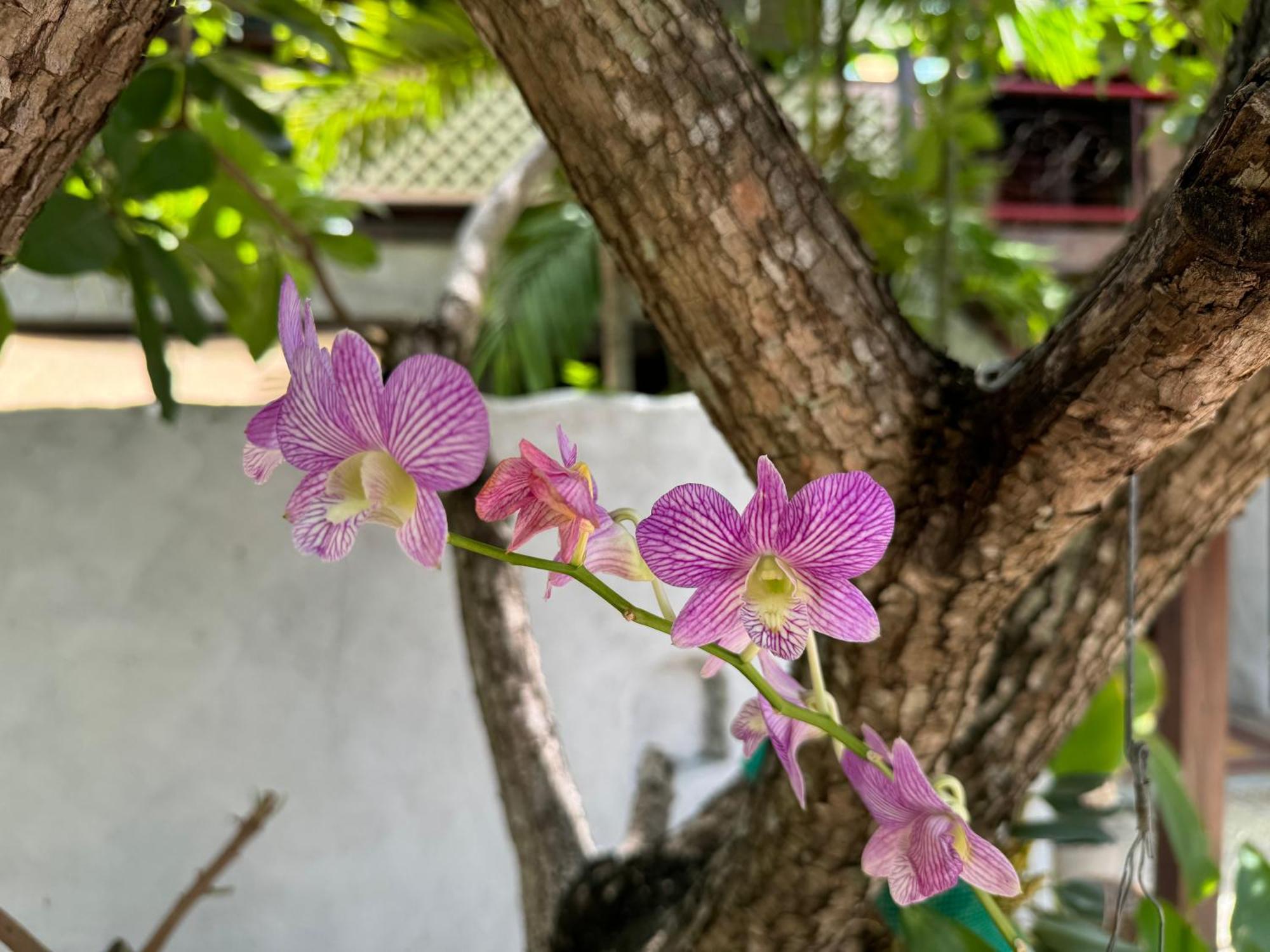 Chiang Mai Las Orquideas Resort Eksteriør bilde